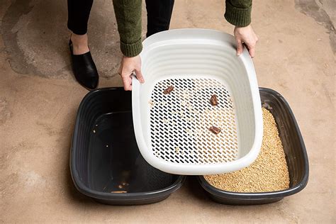 sifting litter box near me